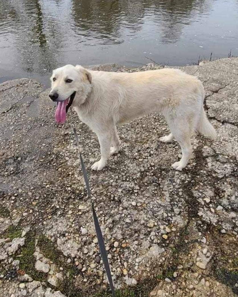 Adoptable Great Pyrenees Who's Elderly Dad Recently Passed Away Will ...