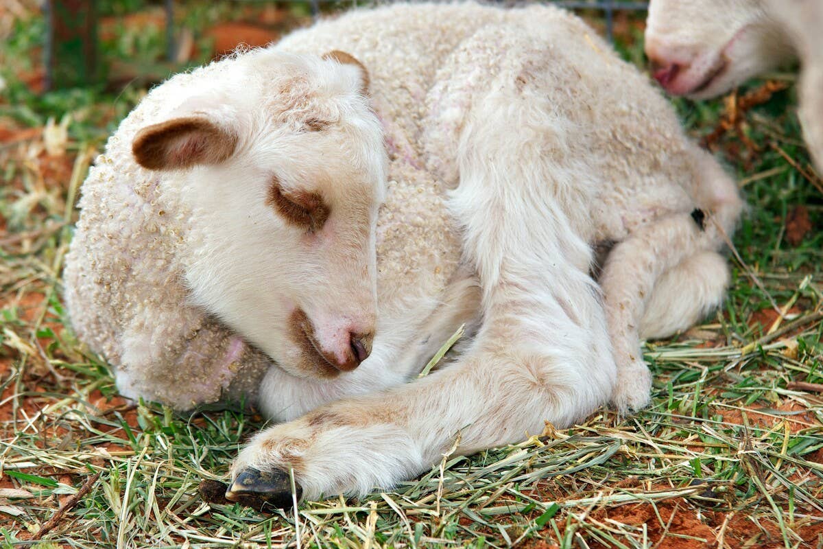 Abandoned Lamb Makes Stunning Comeback and Quickly Unleashes Her Spicy ...