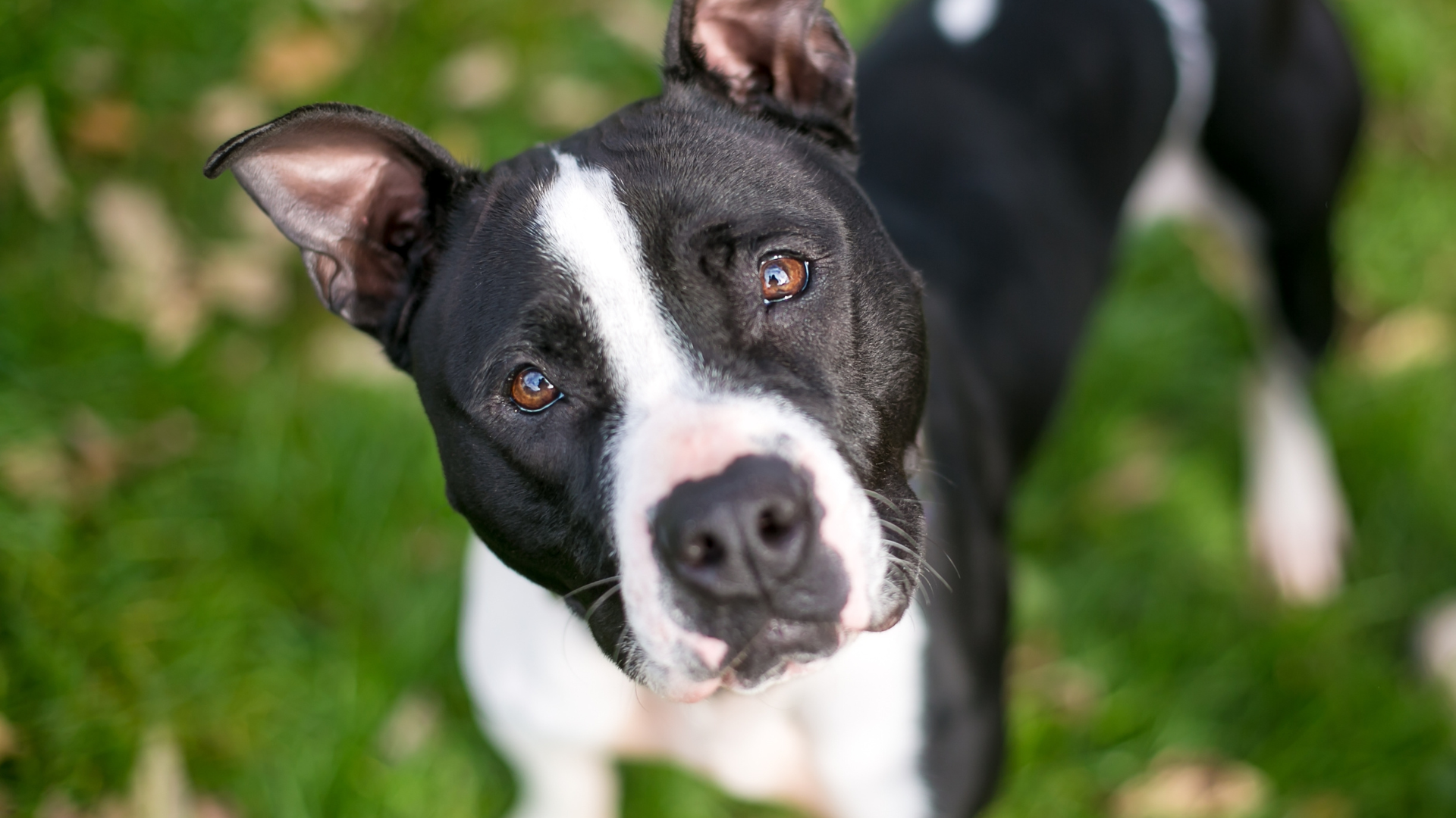 Shelter Pit Bull 'Waiting for Someone to Notice He's a Good Boy' Is ...