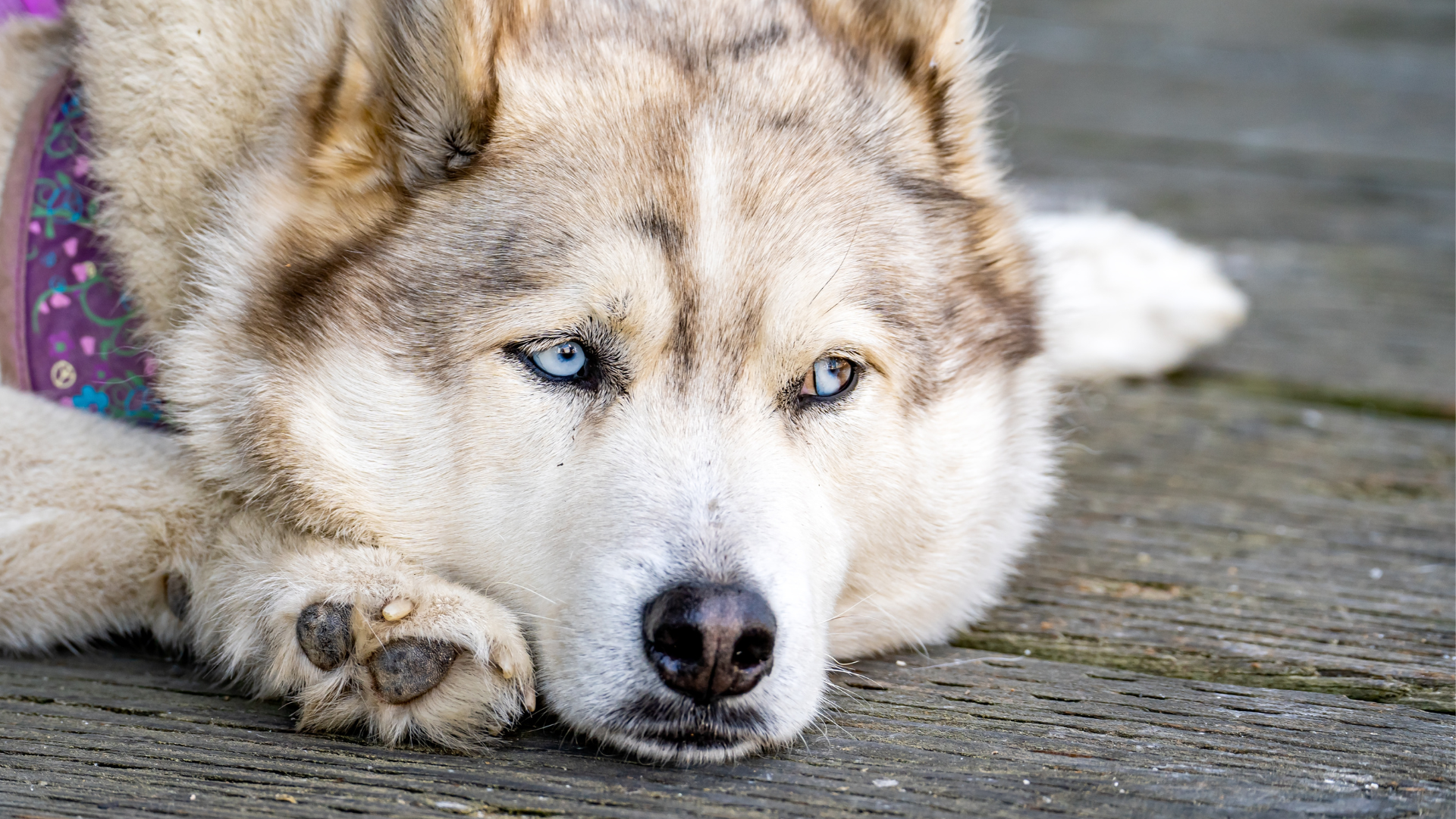 Sweet-Natured Husky Who's Struggling at Shelter After Nearly 200 Days ...