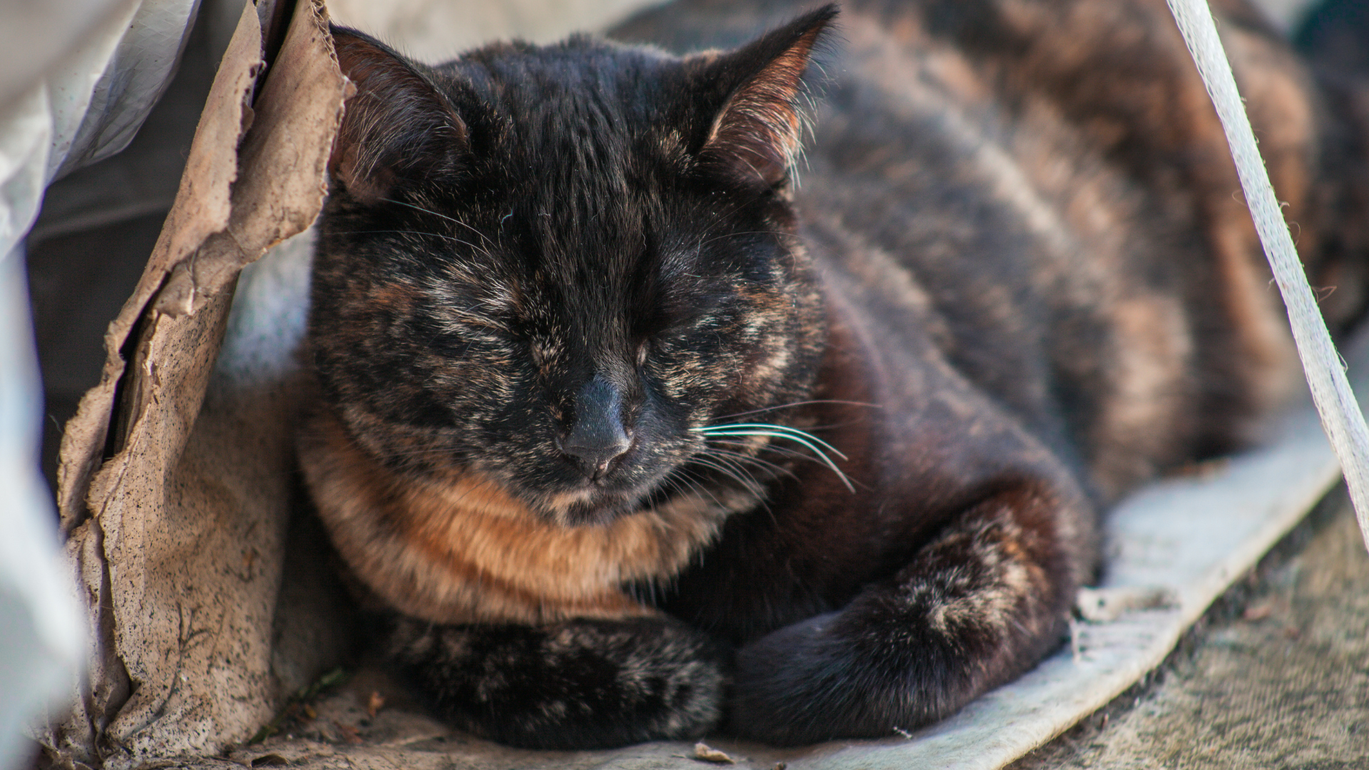 Tortoiseshell Cat - PetHelpful