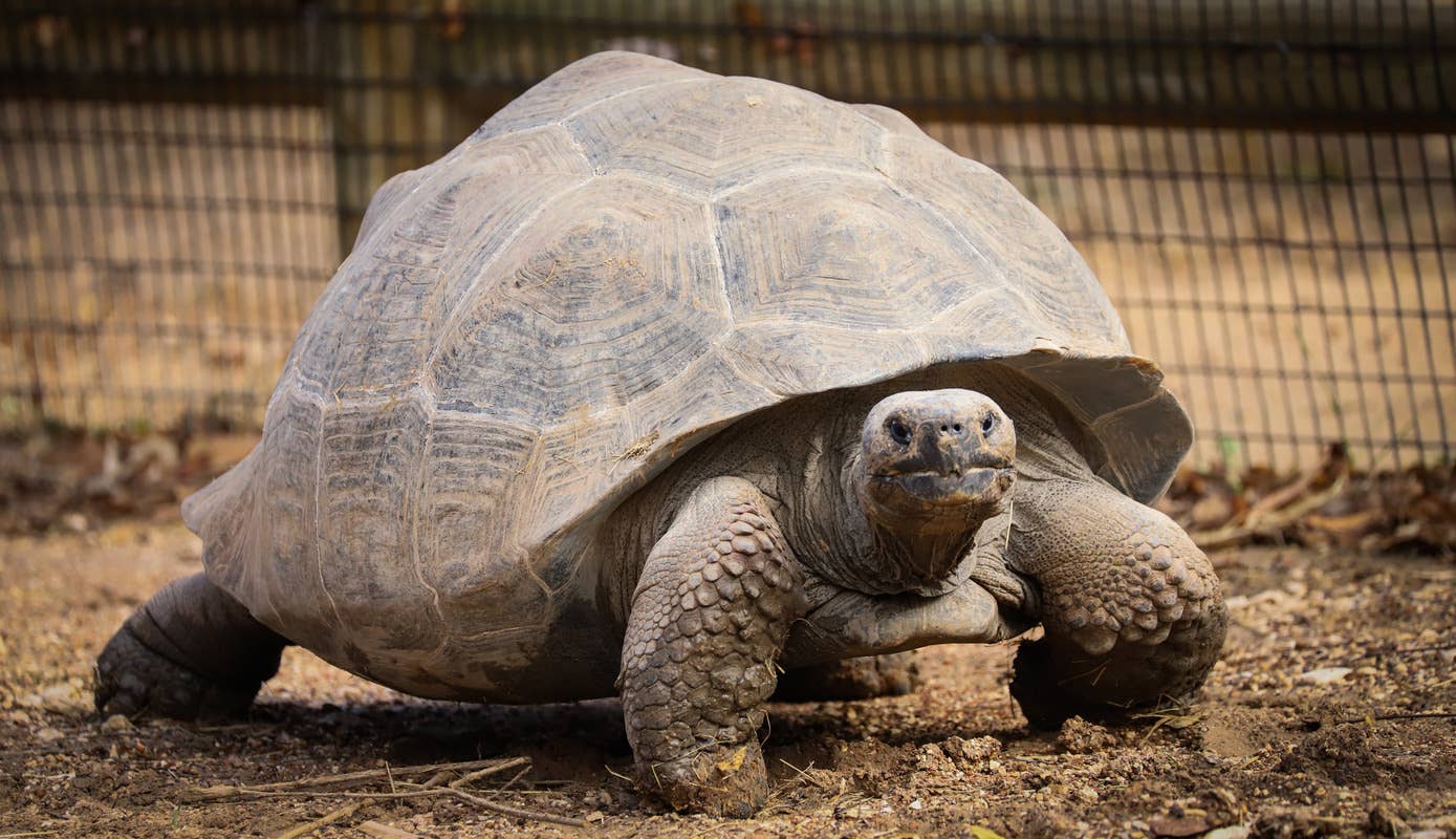 Shell Rubbing Tortoise Gets Stuck Under the Table and Unknowingly Drags Dinner Away ...