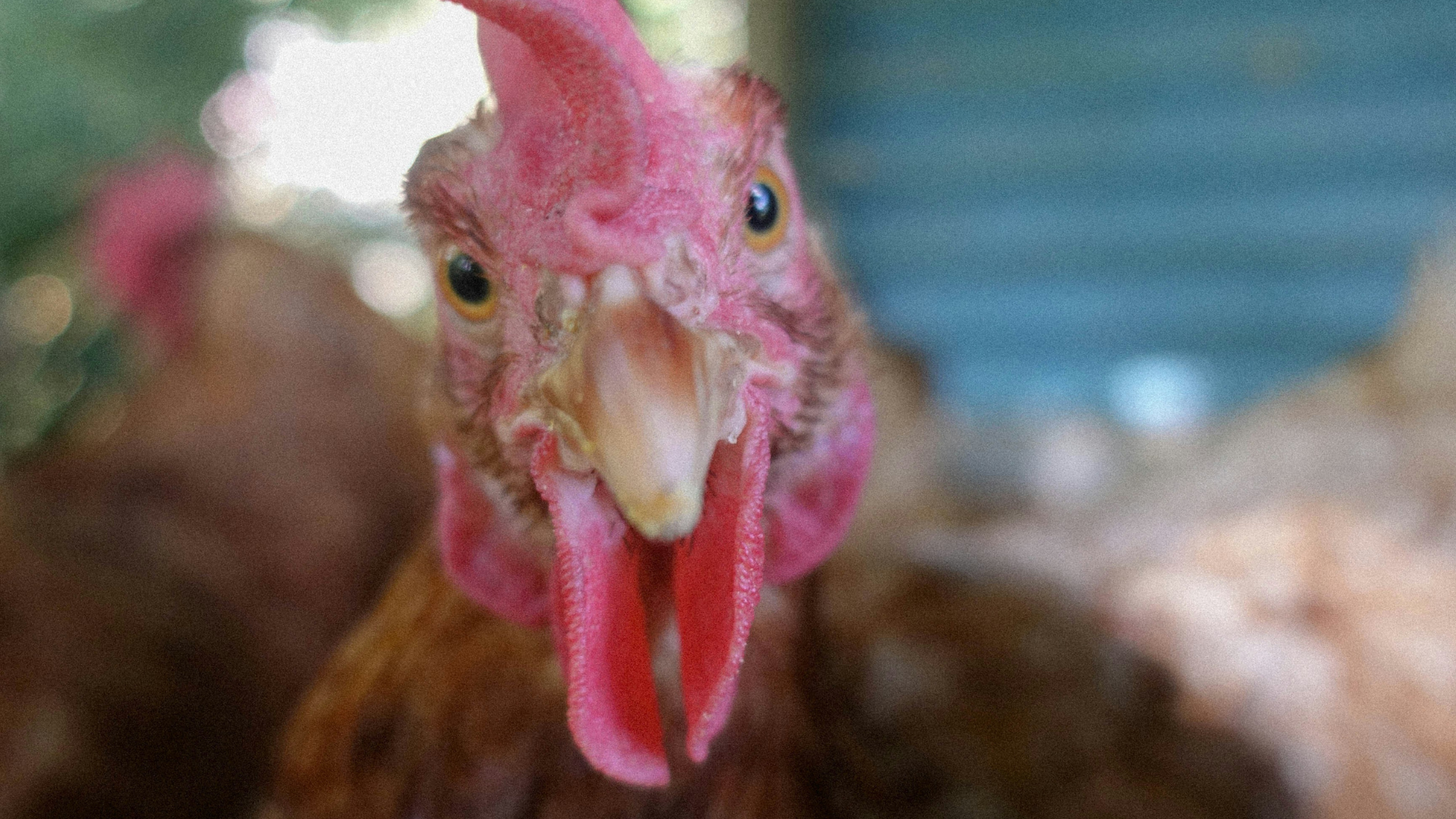 Chicken Sprinting Out the Coop to Lay Her Eggs in Private Is an ...