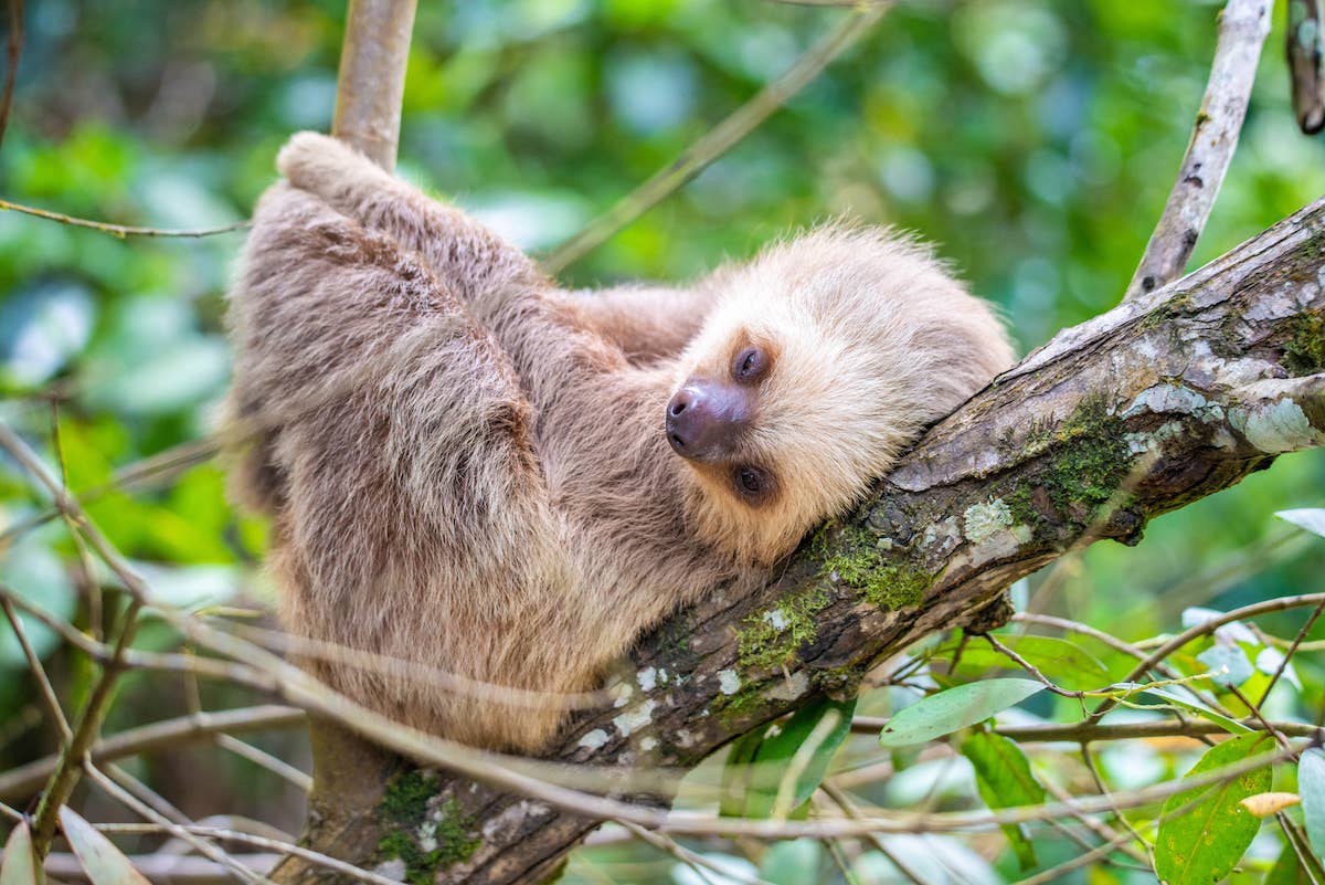Brand New Two-Toed Sloth Baby at New England Zoo Is a 'Total Treasure ...
