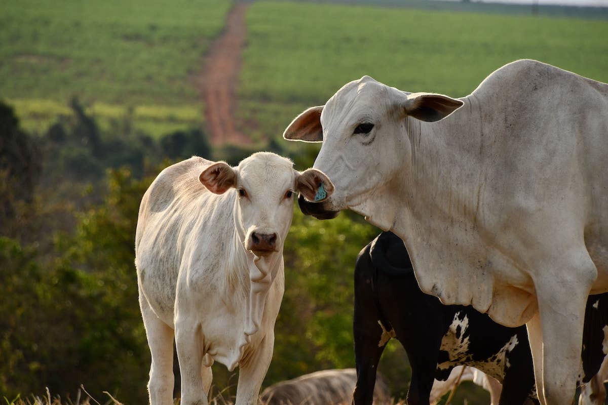 Mom and Baby Cow Chewing Cud in Sync Have People Seeing Double - PetHelpful