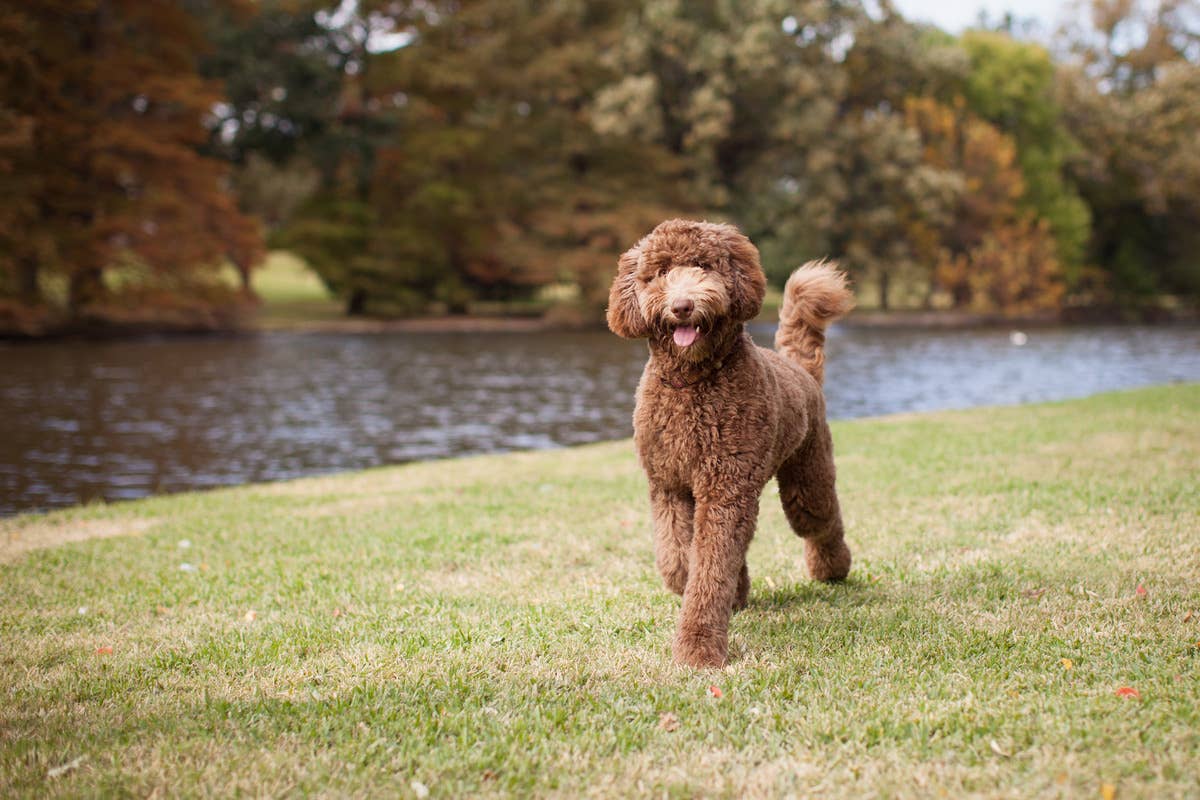 Labradoodle Missing From Airbnb Has Miraculous Reunion with Family ...
