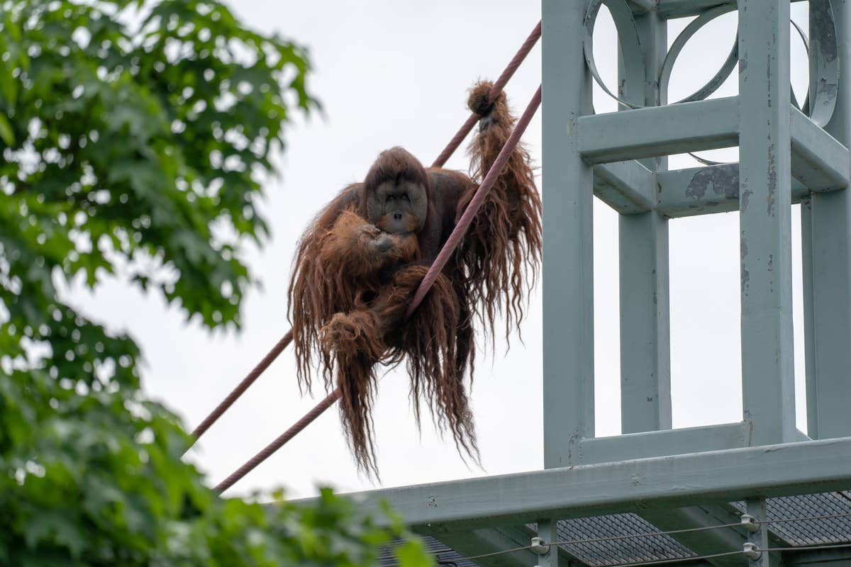 DC Zoo's Unique 'Orangutan Crossing System' Has People Going Bananas ...
