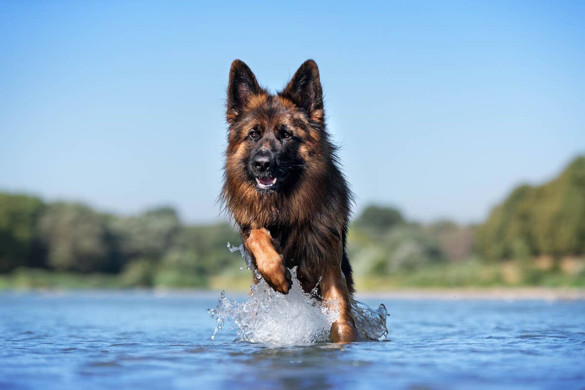 Really Gentle German Shepherd-Husky Mix Goes Into Koi Pond To Befriend ...