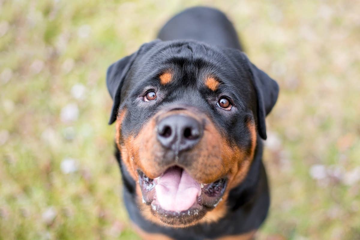 Rottweiler's Innocent Face While Trying Strawberries for First Time Goes  Viral - PetHelpful