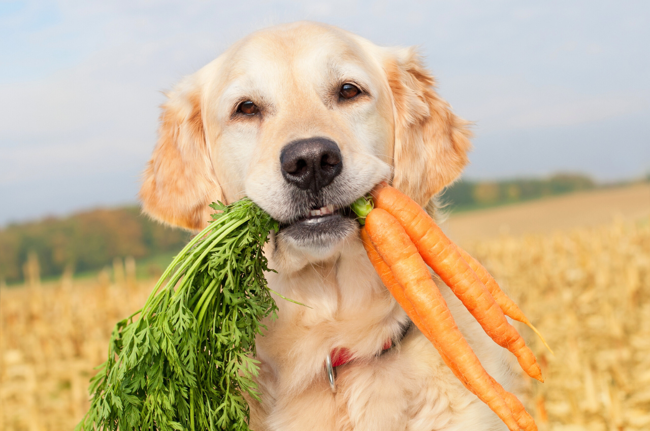 6 Reasons Canine Gut Health Is Important & How to Improve It - PetHelpful