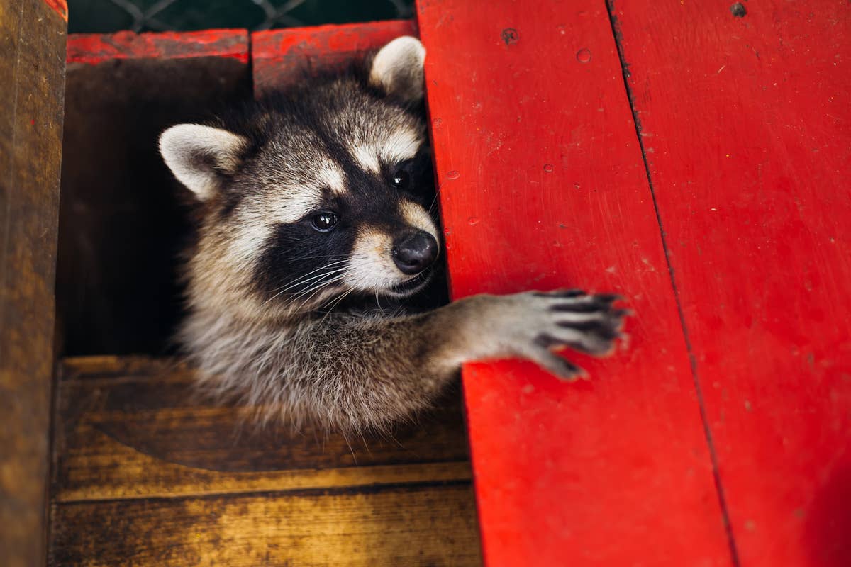 Ppet Racon Pet Raccoon Gets the Zoomies When Mom Tells Her It’s Bath Time - PetHelpful