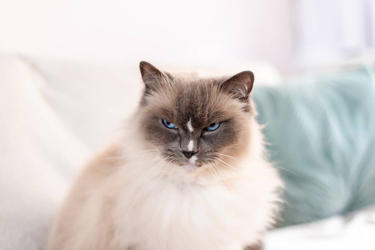 Ragdoll Cat 'Barking' at Nothing Is the Ultimate Little Watch Dog ...