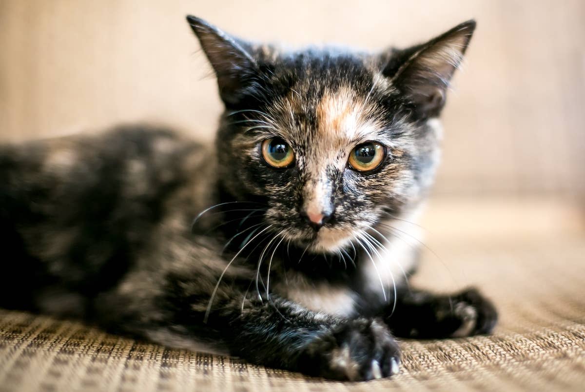 Tortoiseshell Cat - PetHelpful
