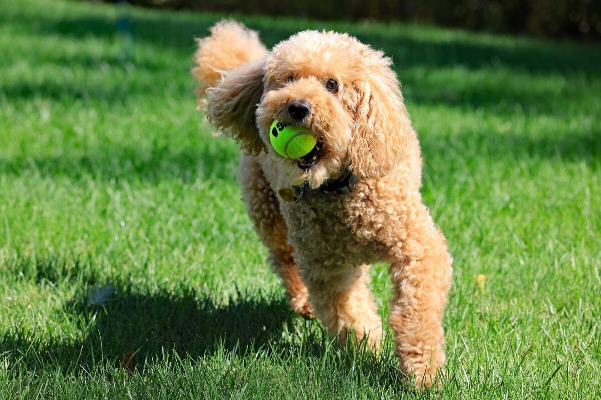 Goldendoodle Playing in His Ball Pit Equals Epic-Level Fun - PetHelpful