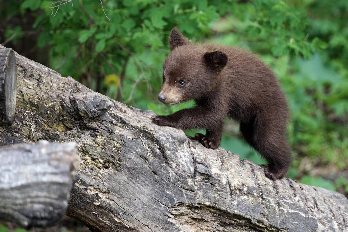 Bear Cub Takes Over Back Yard Swing Just Like a Little Human Kid ...