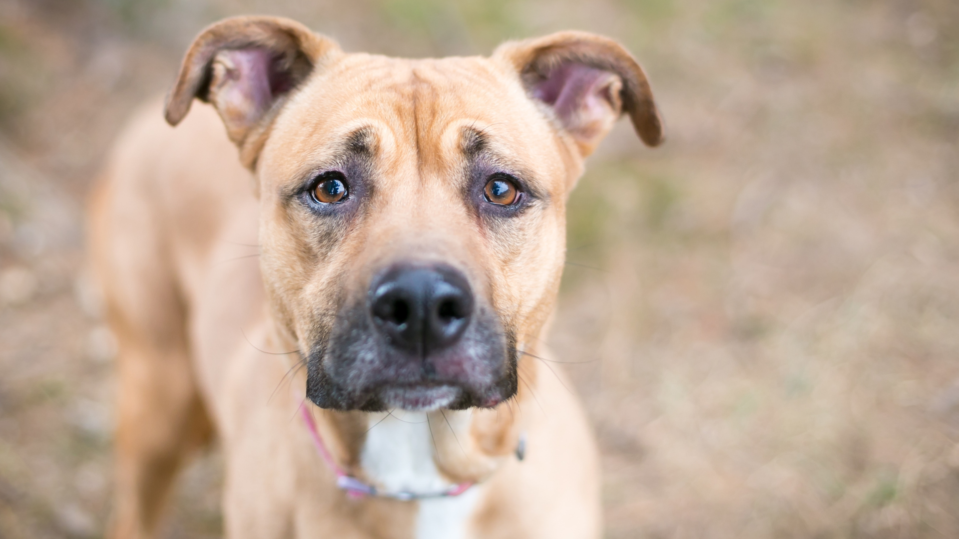 Shelter Pit Bull Who Looks and Waits for Someone to Notice Her Is ...