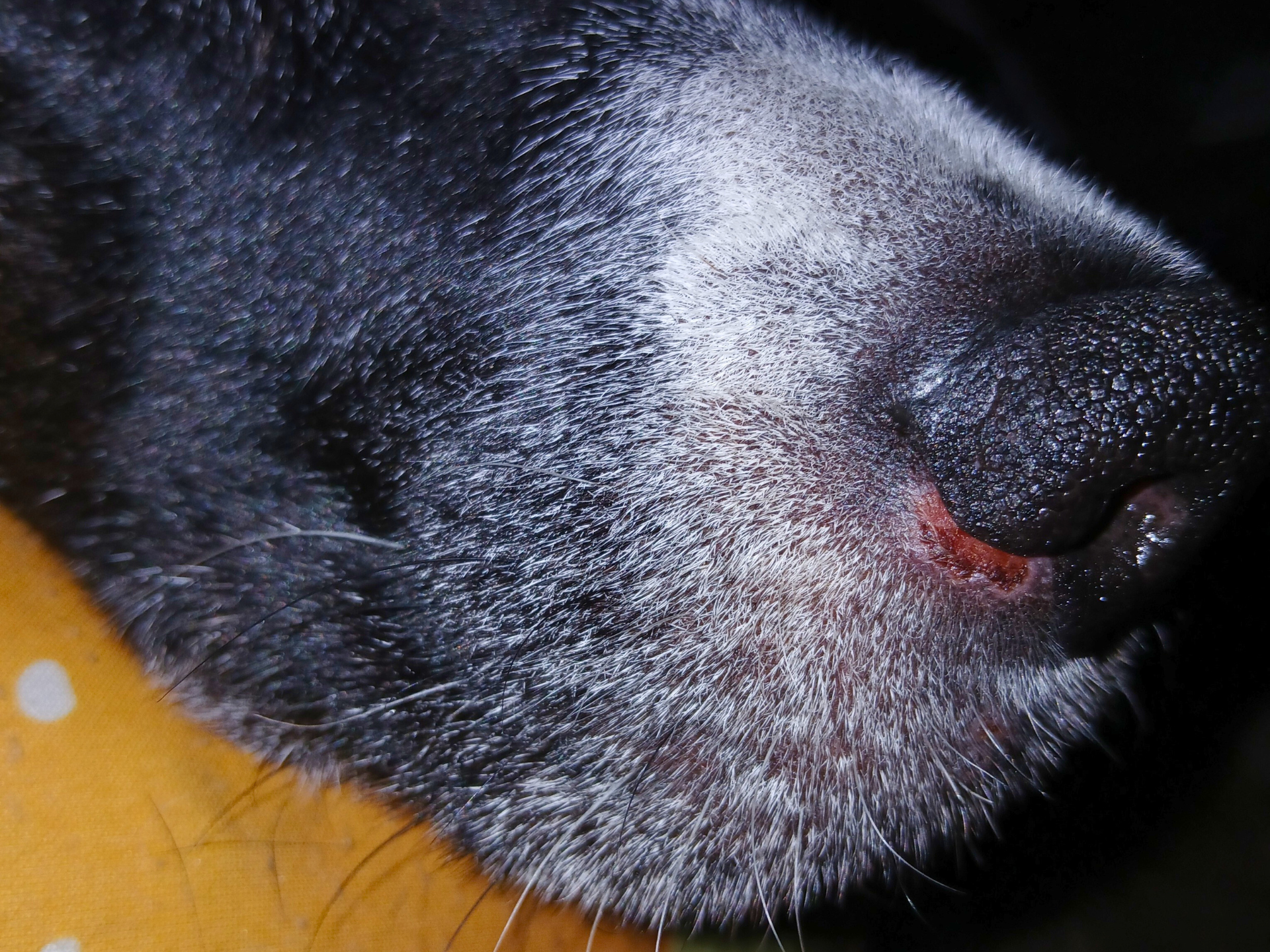 The Top Of My Dogs Nose Is Red And Raw