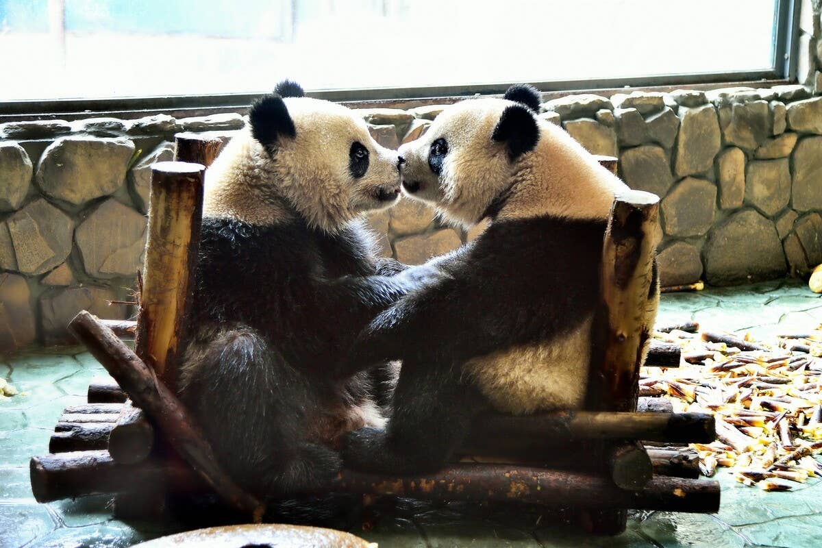 Pandas Caught 'Flirting' with Each Other at DC Zoo Are a Love Story ...