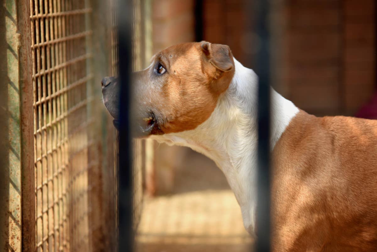 Precious Dog Who's Been In and Out of Shelter 5 Times Will Break Anyone ...