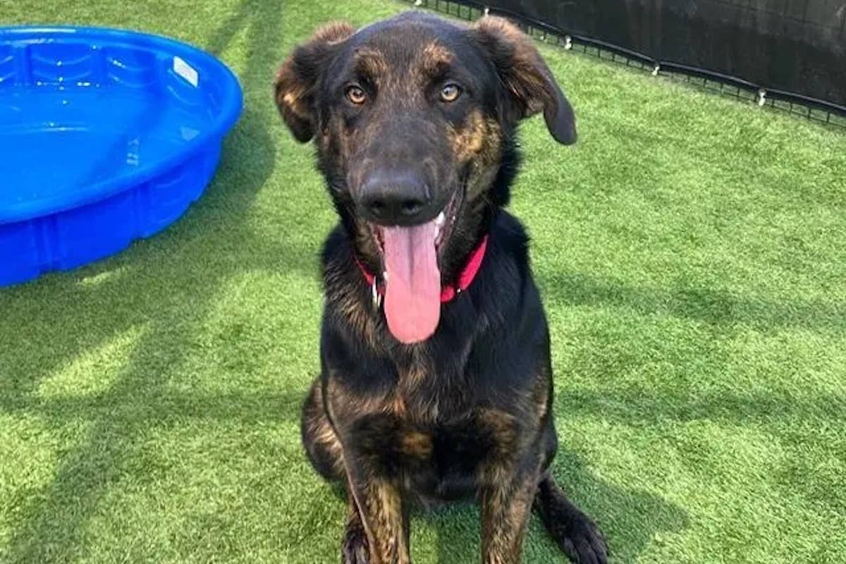 'Awkward' Rescue Dog's First Zoomies Are Full of Pure Joy - PetHelpful