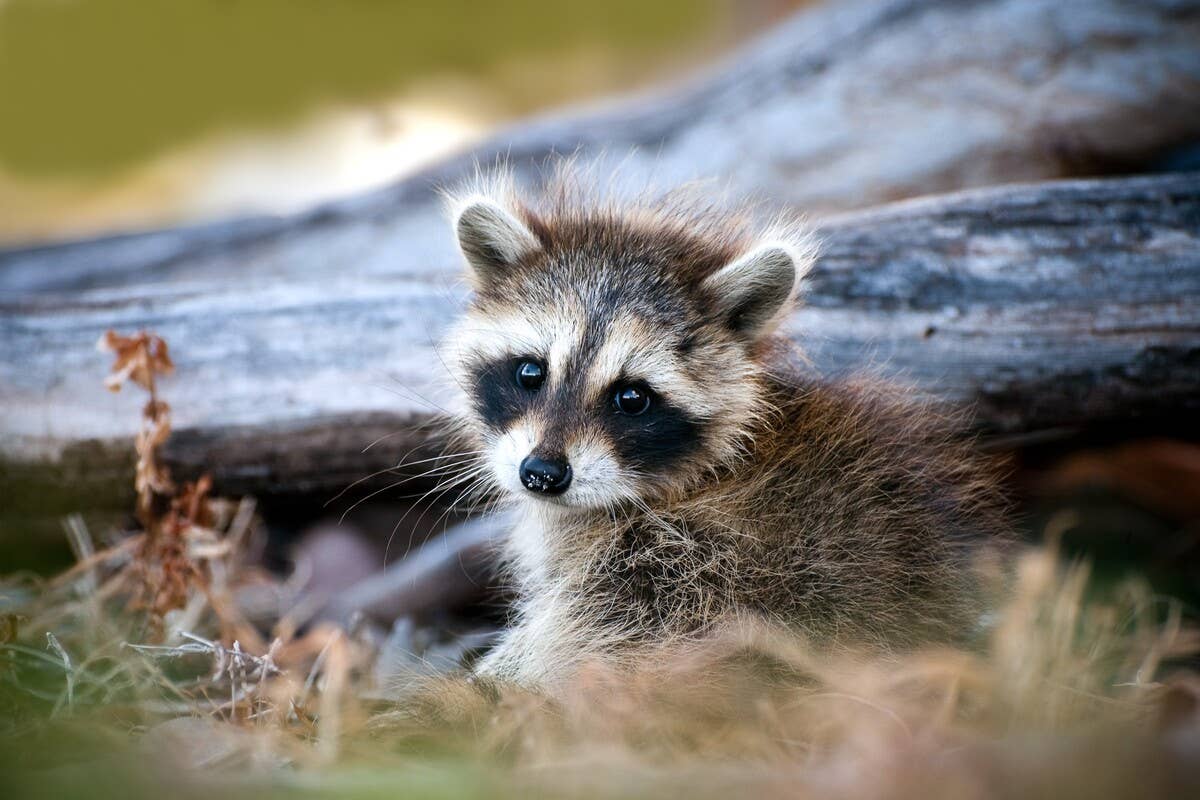 Baby Racoons’ Heartfelt Rescue Story Tugs at the Heartstrings - PetHelpful