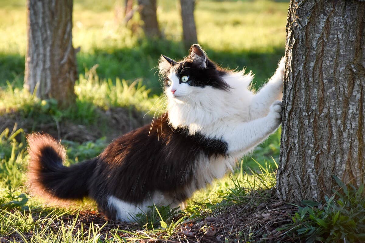 a-ragdoll-cat.jpg?profile=