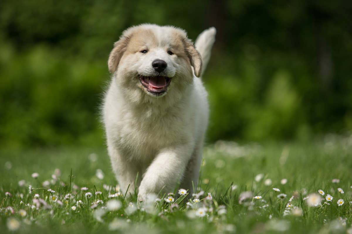 Great Pyrenees Puppy Raised With Cats Picks Up One of Their Adorable ...