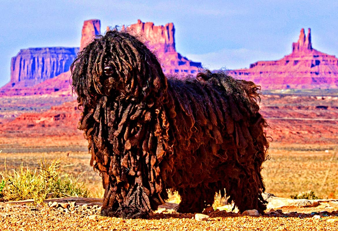 Mistakes that can make barking worse