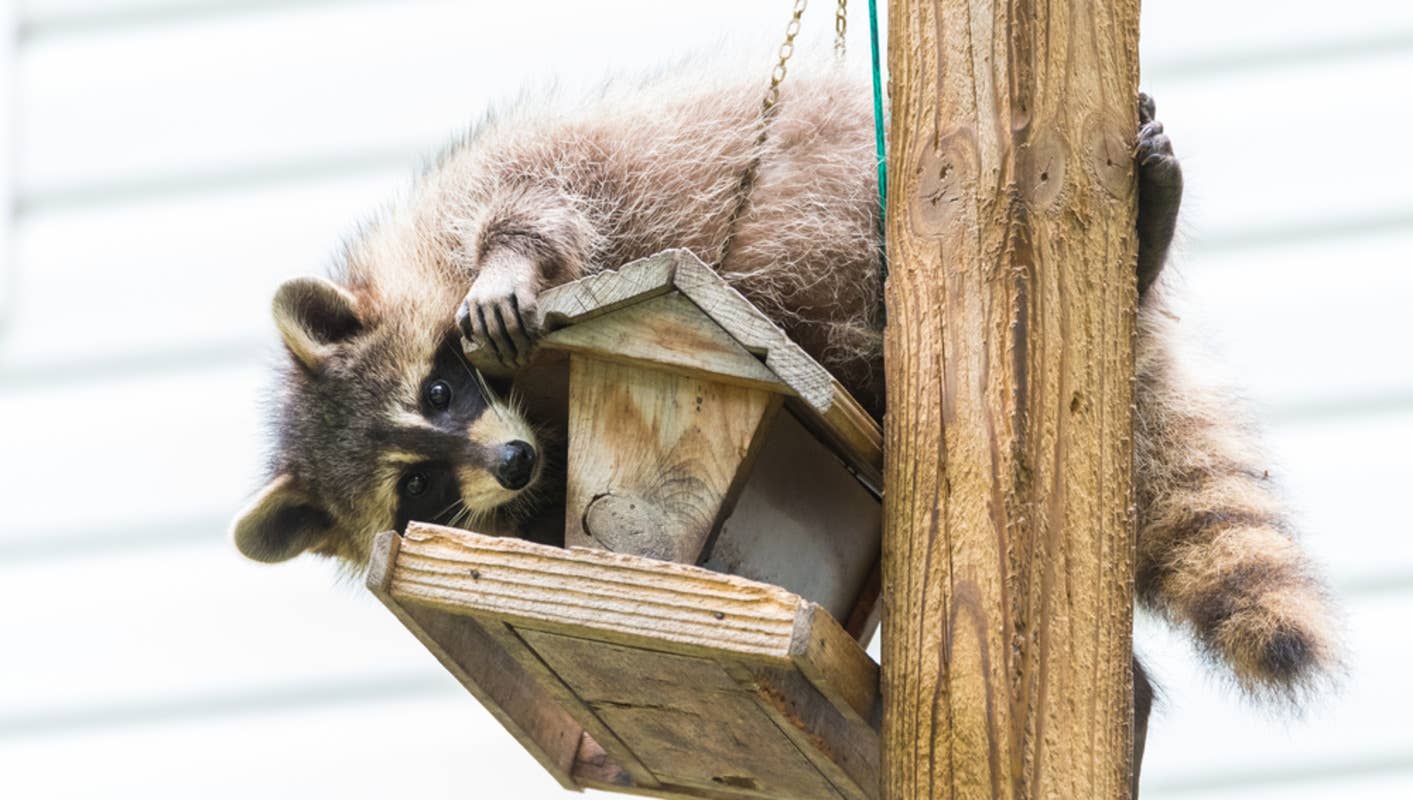Domesticated Raccoon's Morning Routine Is So Put Together It's Honestly ...