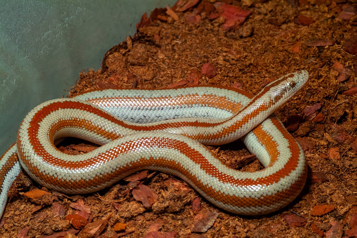 7 Best Small Pet Snakes for Beginners (Easy to Care For) - PetHelpful