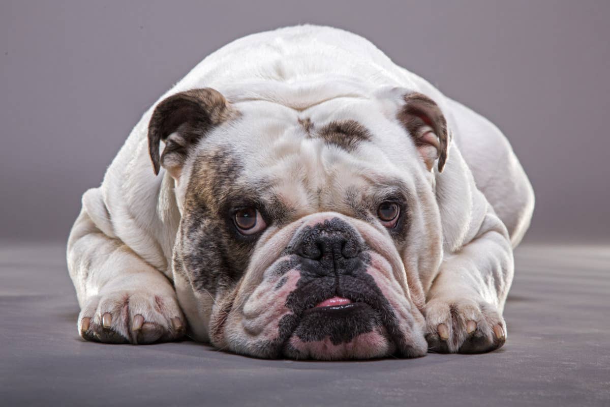 Lazy English Bulldog Working Smarter, Not Harder, Is Cracking Everybody ...