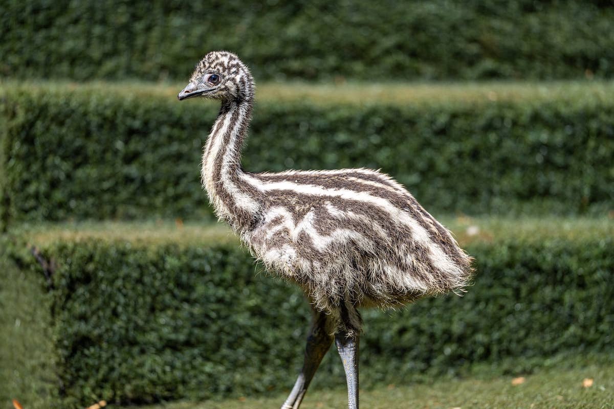 Emus Enjoying a Pool Day Are Cracking Everybody Up - PetHelpful