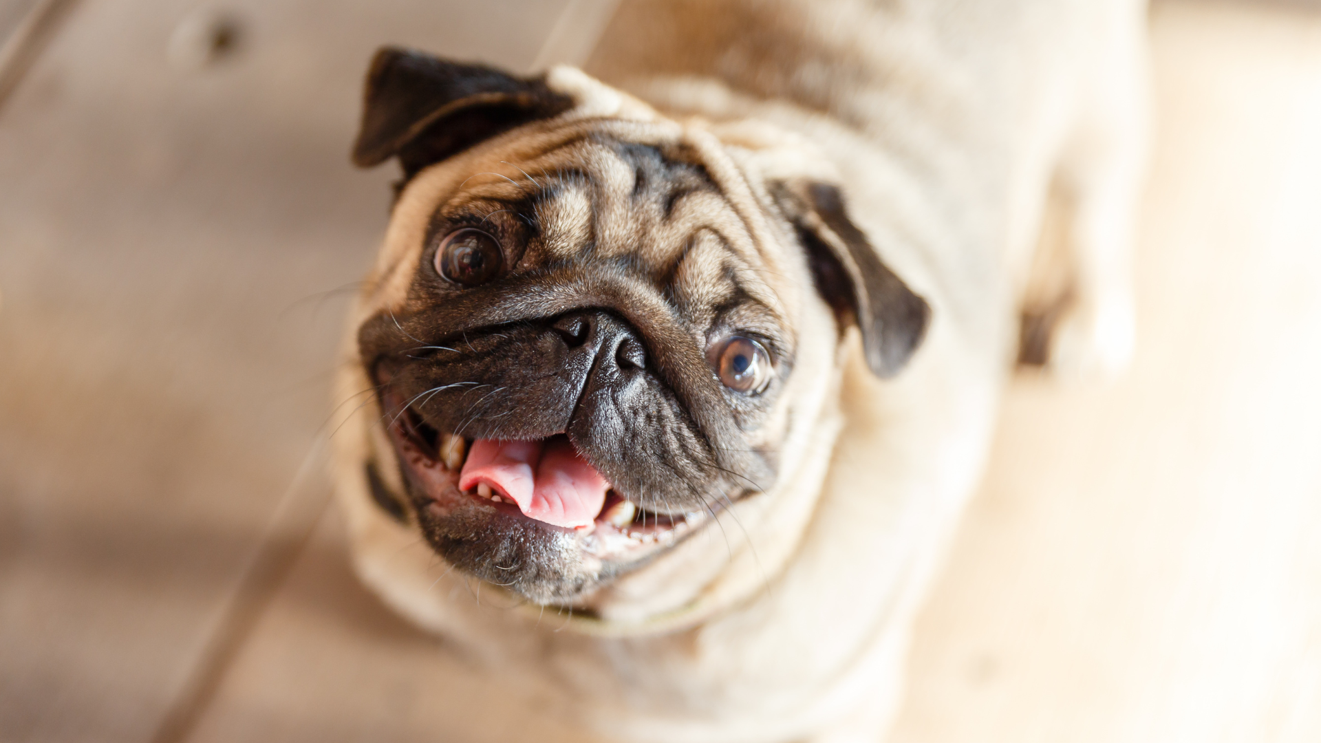 Pug Happy Spring Pug Stops with Pure Excitement After Realizing Her Uncles Are Coming ...