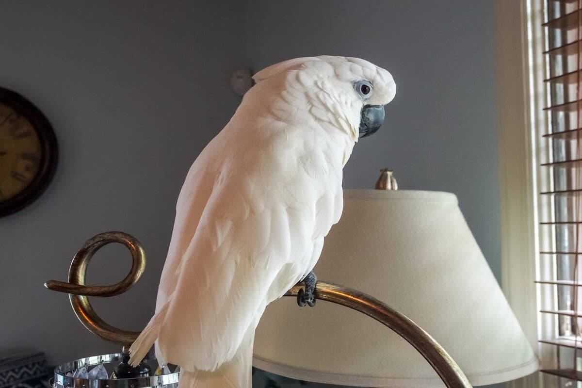 Dutiful Cockatoo 'Supervises the Lawn Care' Like the Best Little ...