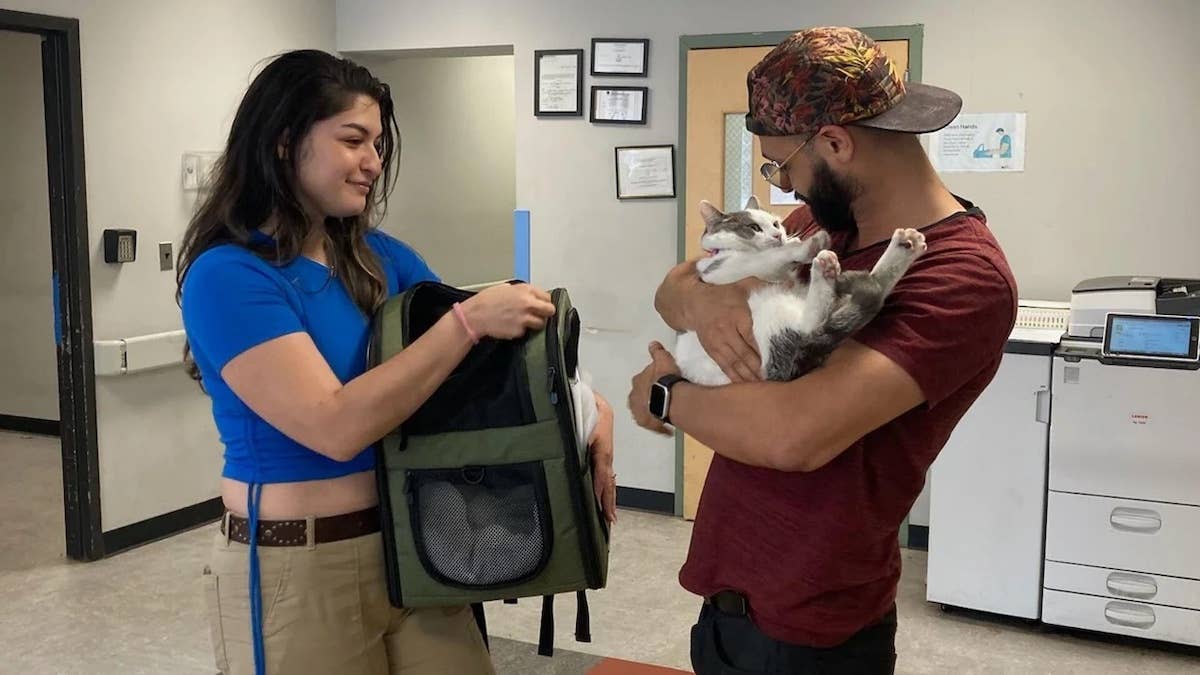 Beloved Cat 'Stolen' by 2 Teenage Boys in Philly Miraculously Returns ...