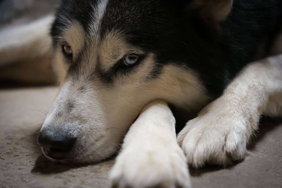 Husky Who's 'Completely Given Up' at Texas Shelter Will Make Anyone Sob ...