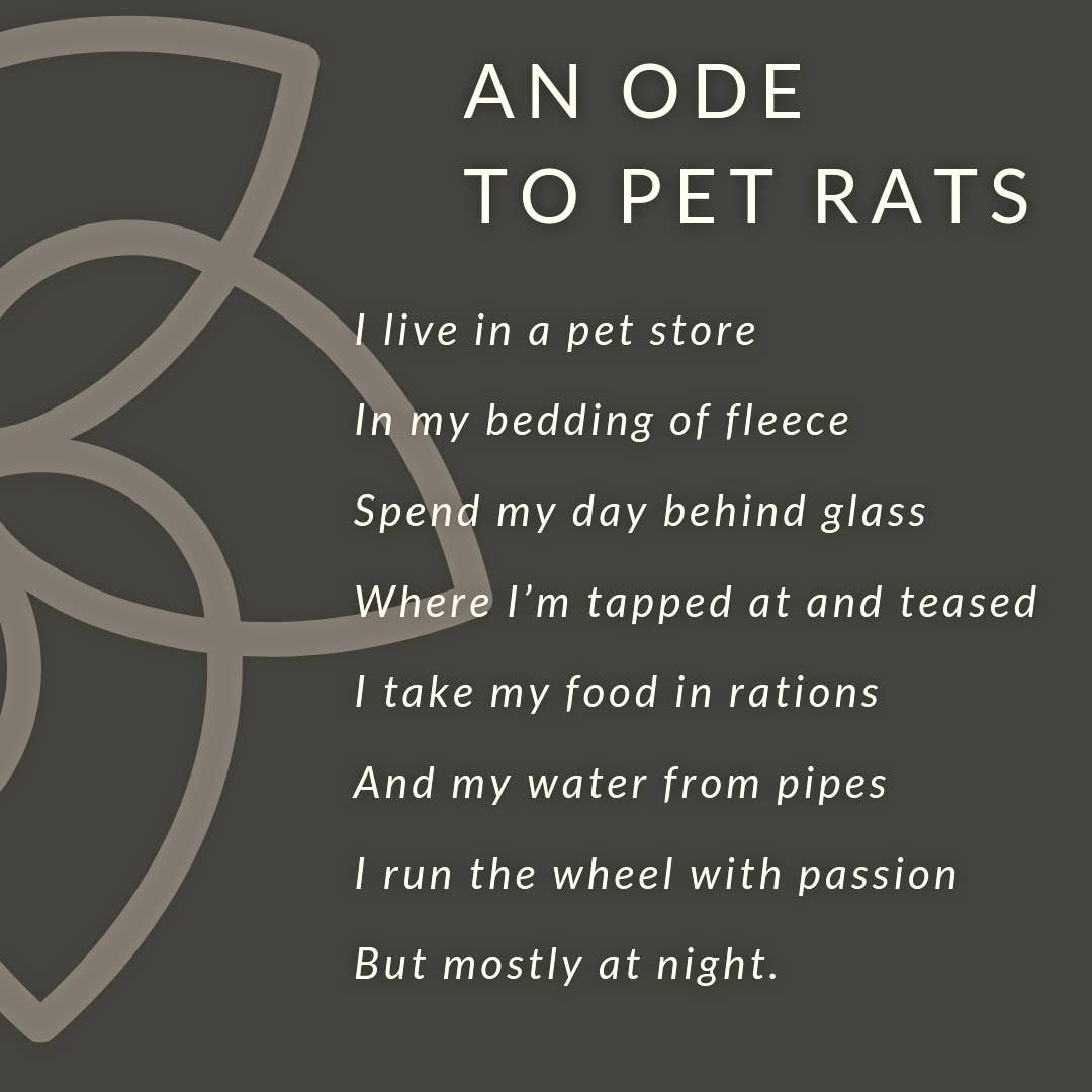 Rat Care for Beginners: How to Create the Perfect Rat Cage Setup ...