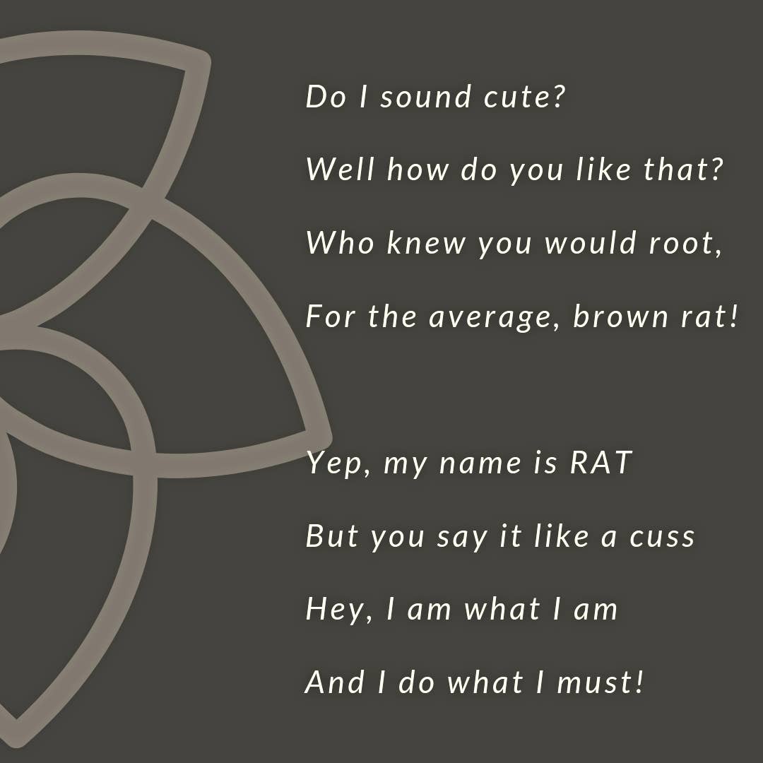 Rat Care for Beginners: How to Create the Perfect Rat Cage Setup ...