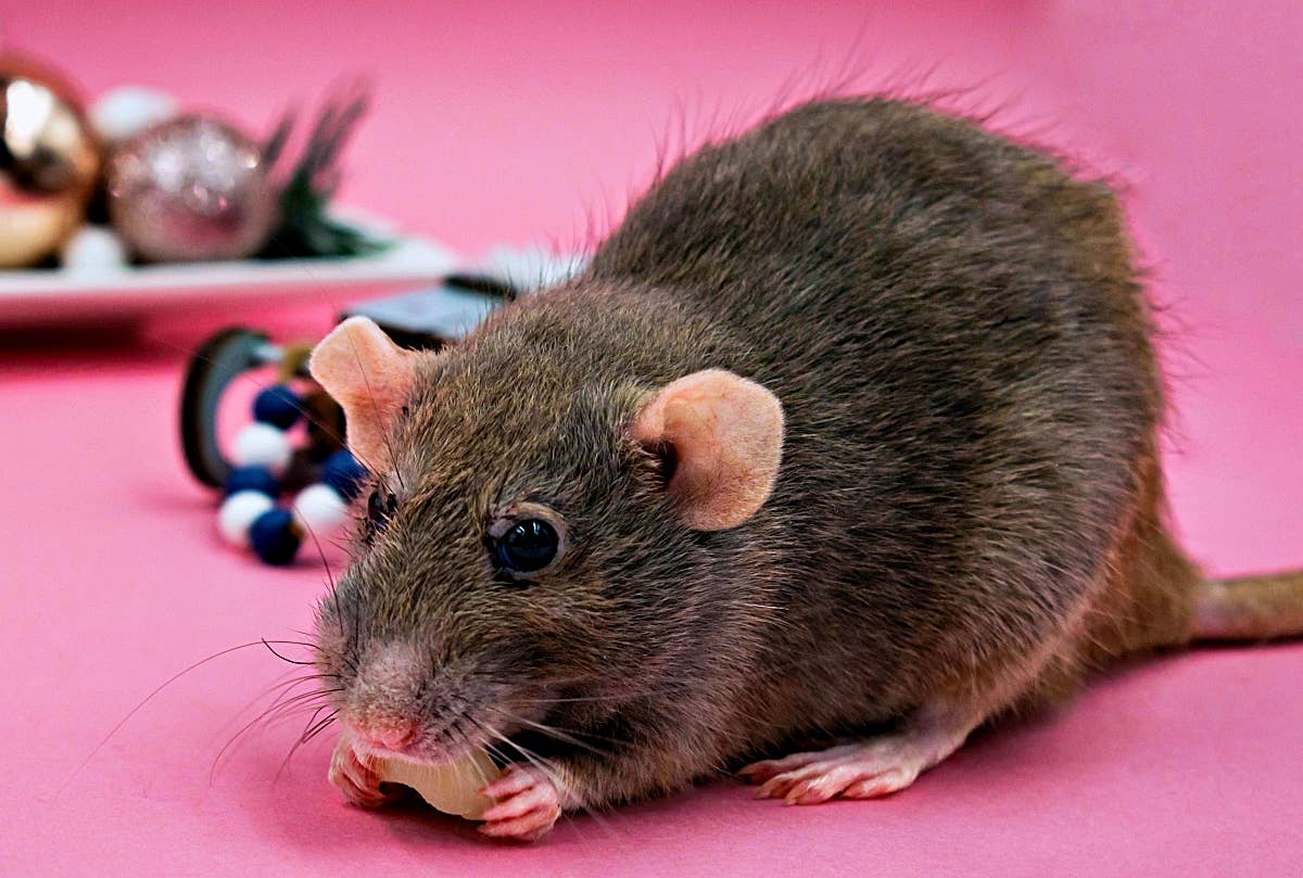 Helpful Rats Rodents - PetHelpful