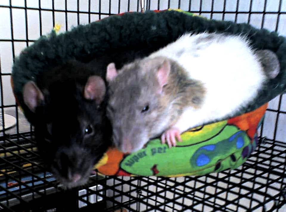 Rat Care for Beginners: How to Create the Perfect Rat Cage Setup ...
