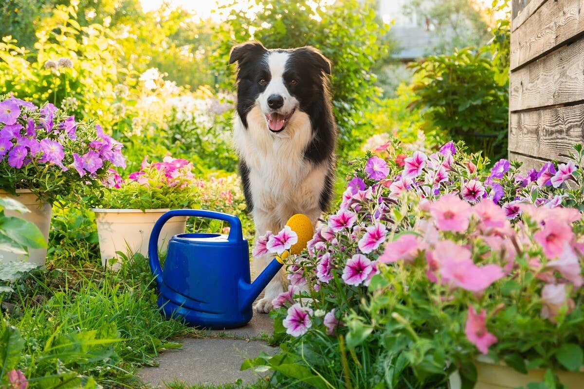 Foldable Dog Pool From Target Is a Summer Must-Have - PetHelpful