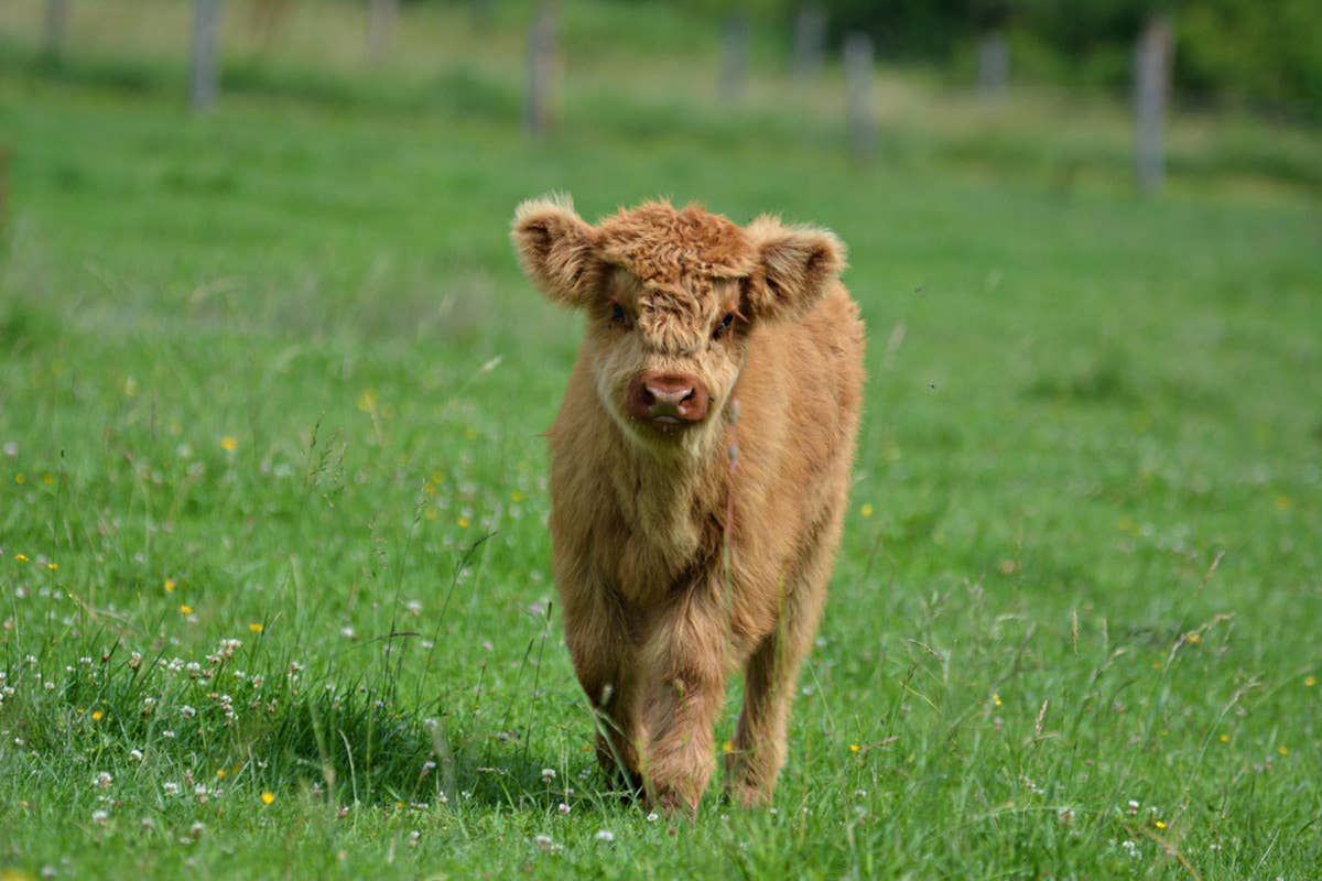 cute-little-brown-mini- 