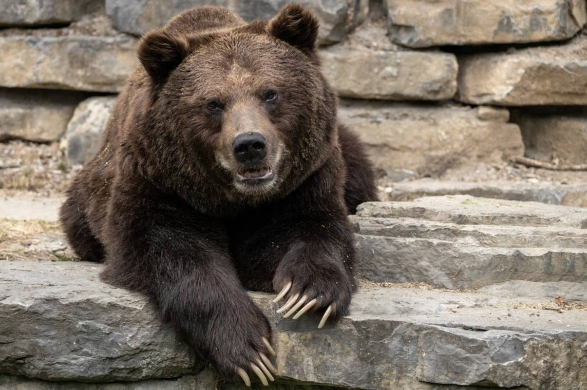 National Park Service Shares Photos of Animals 'Splooting' and People ...