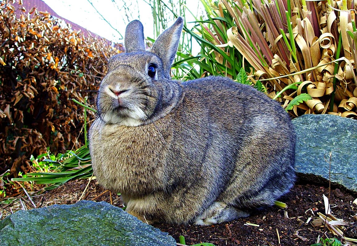 rabbit stopped vibrating Why Is My Rabbit Shaking? 10 Possible Causes main image 1