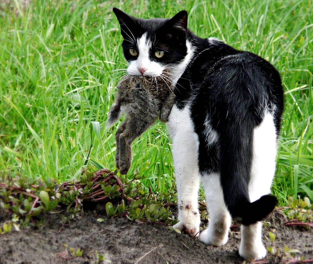 Cat Killed Rabbit 10 Common Causes of Sudden Death in Healthy Rabbits - PetHelpful