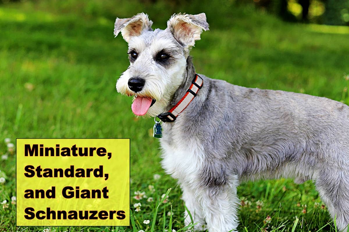 The 3 Schnauzer Types (and More About This Dog Breed) - PetHelpful