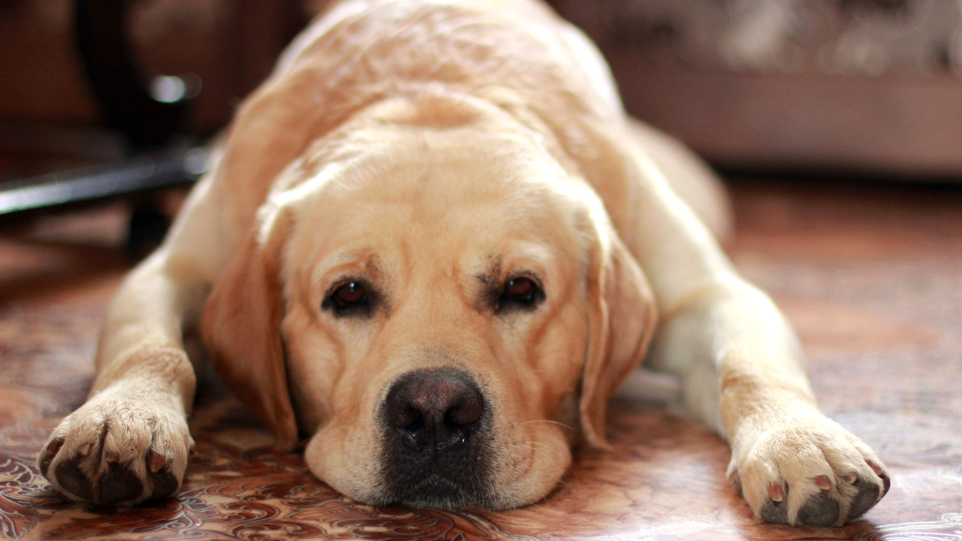 Dog Is Everyone’s ‘Awkward Coworker’ Waiting for Mom at the Kitchen ...