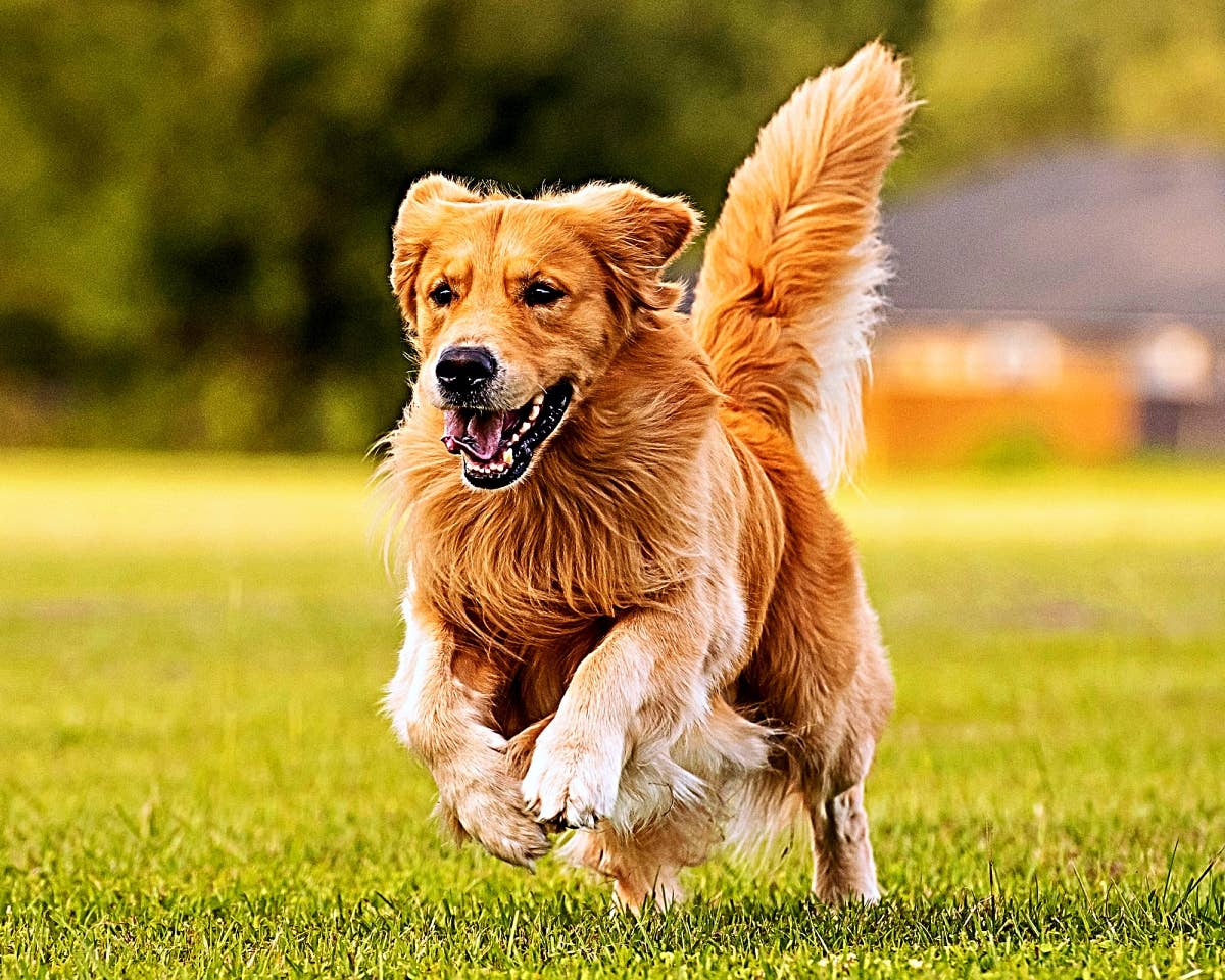 Dog review photo 3