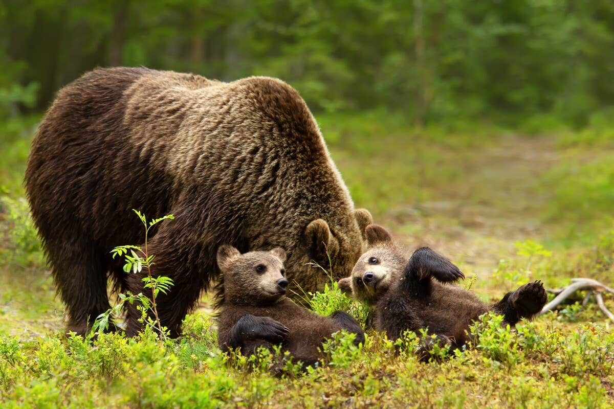 Mama Bear and Cubs Playing on Golf Course Is Total Cuteness Overload ...