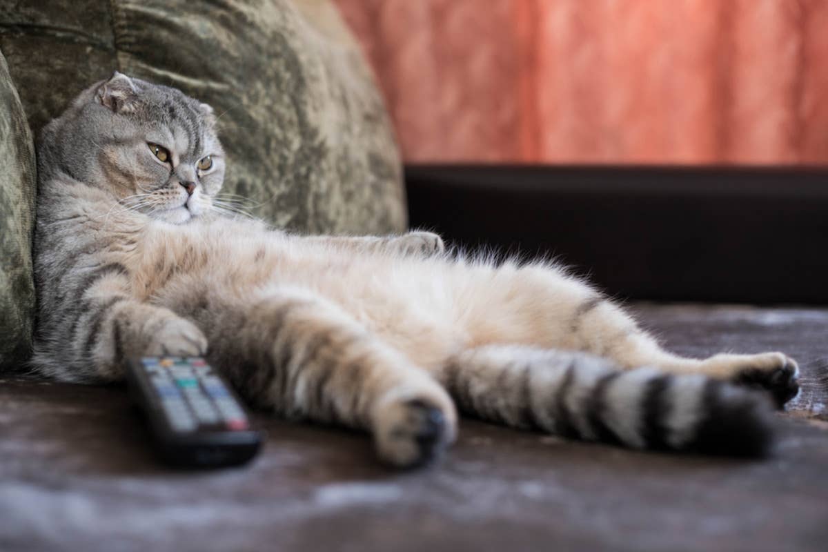 Spoiled Cat’s Reaction to His Heated Bed Not Being Plugged in Is LOL ...